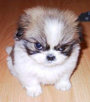 angry-puppy_21050908.jpg